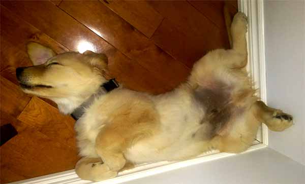 Louie: Ex-SEO dog. Fired for performance-related issues.